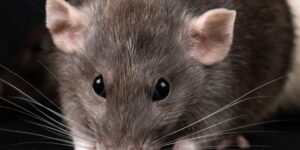 Le roi des rats et le cyber harcèlement de néo the one